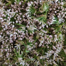 新鲜韭菜花供应电商，市场超时，加工厂全国可发