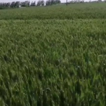 出租大面积旱田，水田都量，割掉小麦就能接地。