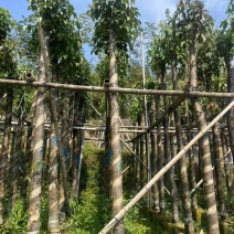 重阳木7～15公分基地直销规格齐全欢迎老板来电咨询