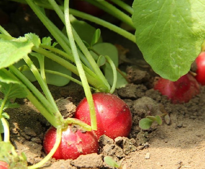红皮萝卜泡菜成品图