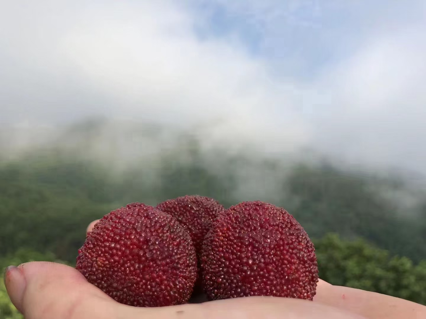 东魁杨梅采摘实景：果农戴手套采摘枝头紫黑果实，背景可见典型浙东丘陵山地杨梅园，晨雾未散