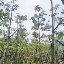 美人树基地直销规格齐全欢迎老板来电咨询合作
