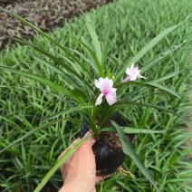 翠芦莉小杯中杯基地直销质量优质欢迎老板来电咨询合作