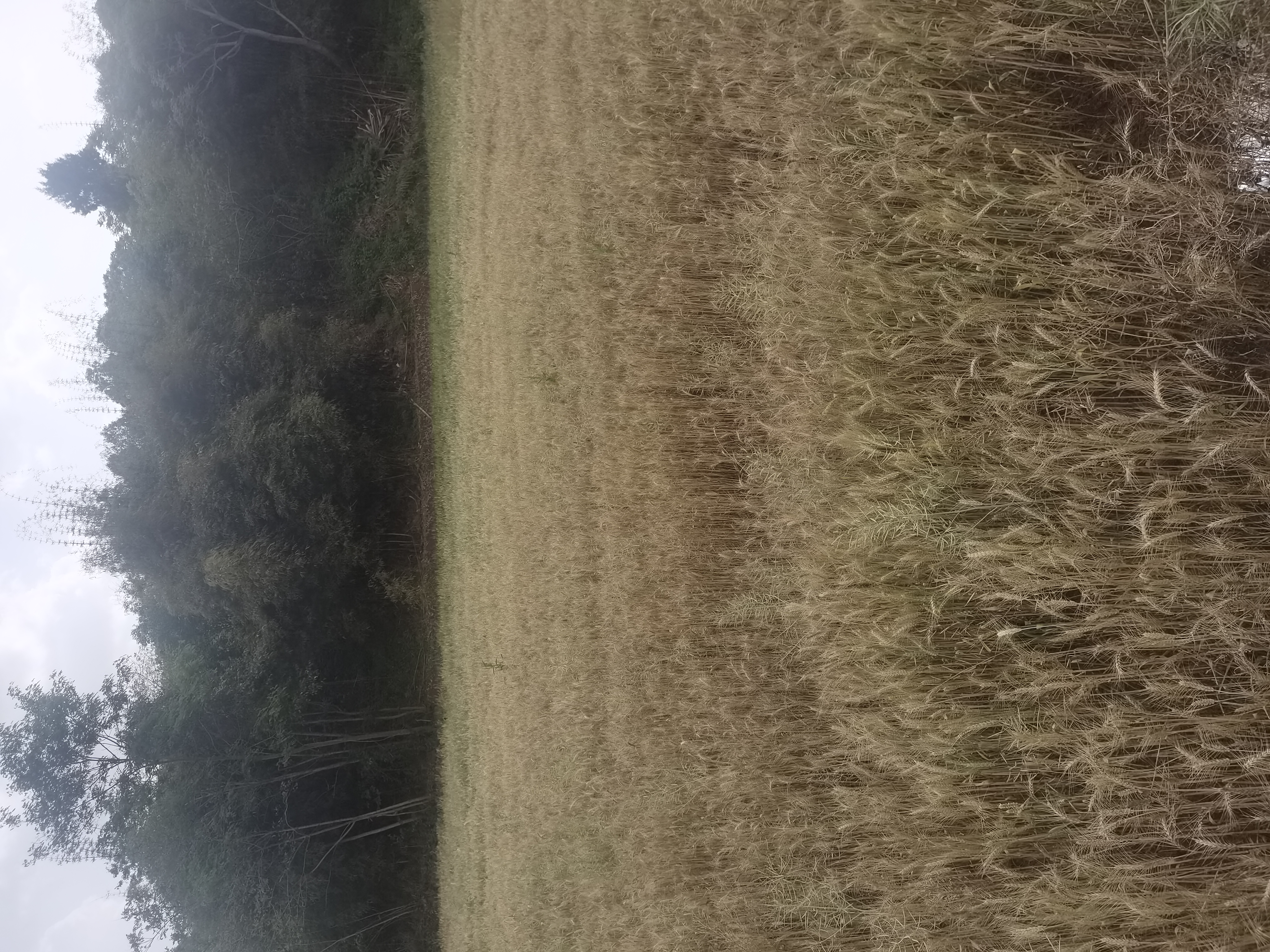 一片成熟的芝麻田地,植株呈金黄色,部分叶片已脱落 芝麻田地