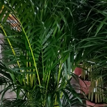 新鲜广东散尾葵，当地直供，品质保证，低价处理