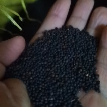 大量上市油菜籽