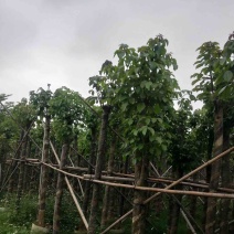 秋枫树12～15公分基地直销规格齐全欢迎老板来电咨询