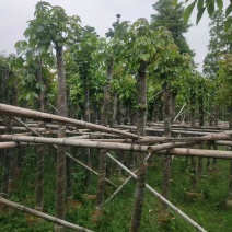 重阳木基地直销规格齐全有需要的老板欢迎来电咨询合作