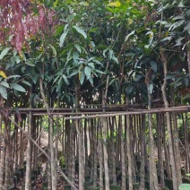 芒果树基地直销规格齐全有需要的老板欢迎来电咨询合作