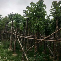 秋枫基地直销规格齐全有需要的老板欢迎来电咨询合作