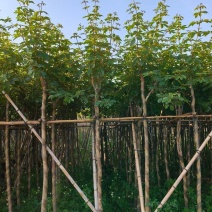 黄花风铃木多花3-4-5-8-10公分