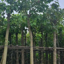 菩提榕基地直销规格齐全有需要的老板欢迎来电咨询合作