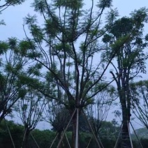全冠蓝花楹基地直销规格齐全有需要的老板欢迎来电咨询合作