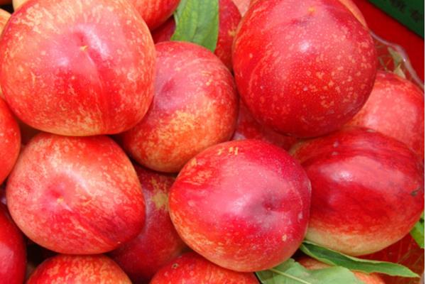 中油早玉油桃的果实特写,展示其光滑果面与鲜艳色泽 中油早玉油桃的果实特写