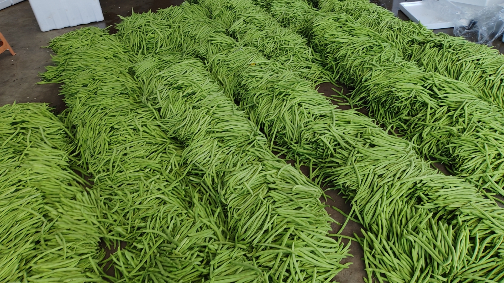 农贸市场摊位上陈列多种四季豆品种，包括绿色、紫边和带斑点的豆角，标签注明“紫边豆”“本地老品种”