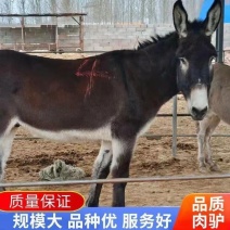 毛驴