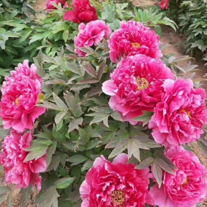 油牡丹苗价格行情