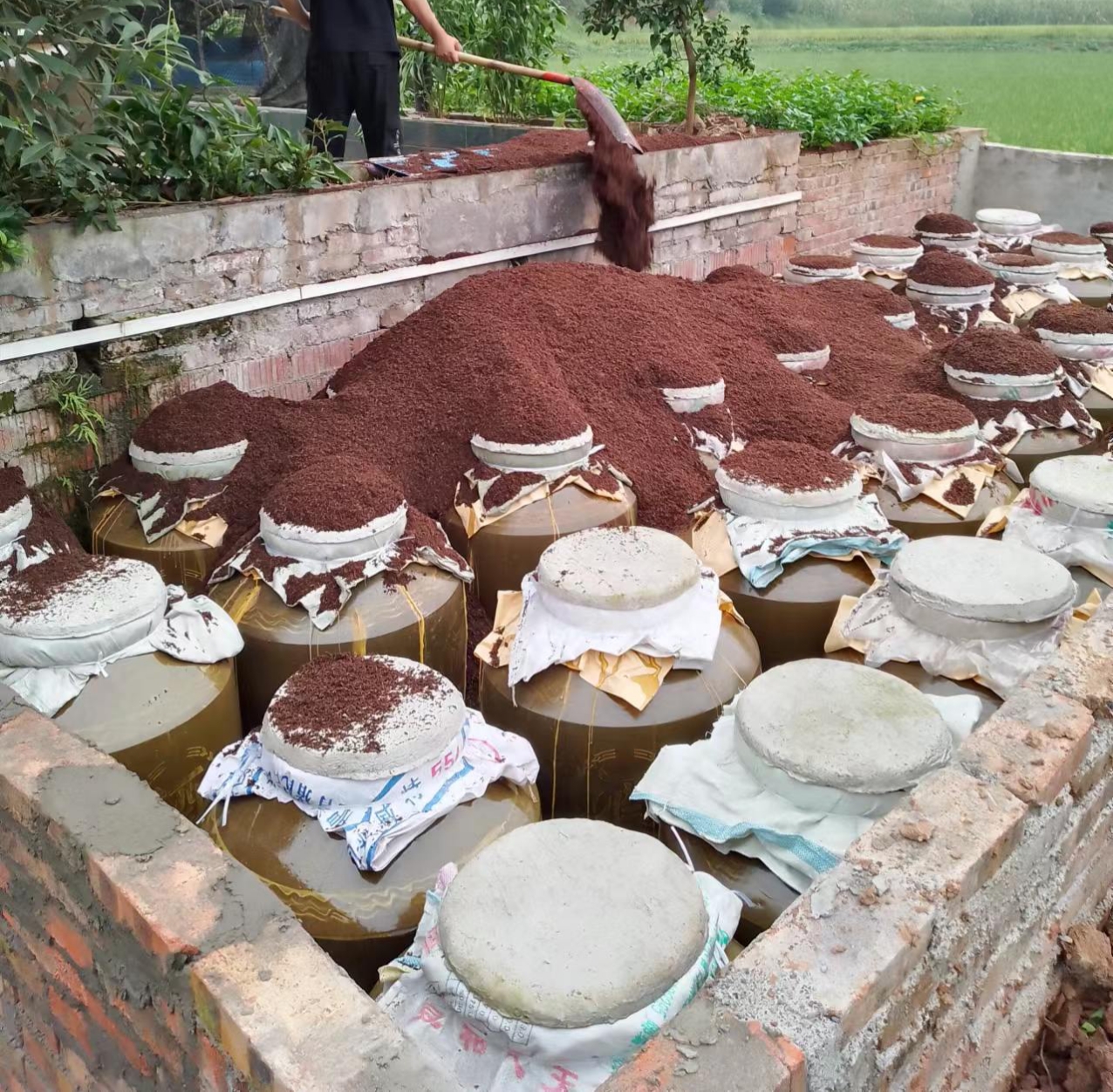 野柿子采摘与泡酒制作过程,展示传统手工泡酒方法 野柿子泡酒的原料与制作场景