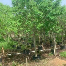 黄槐原生苗3至15公分基地直销规格齐全欢迎老板来电咨询