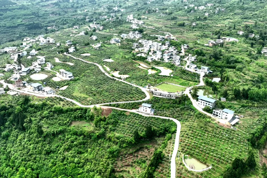 城市路边的枇杷树