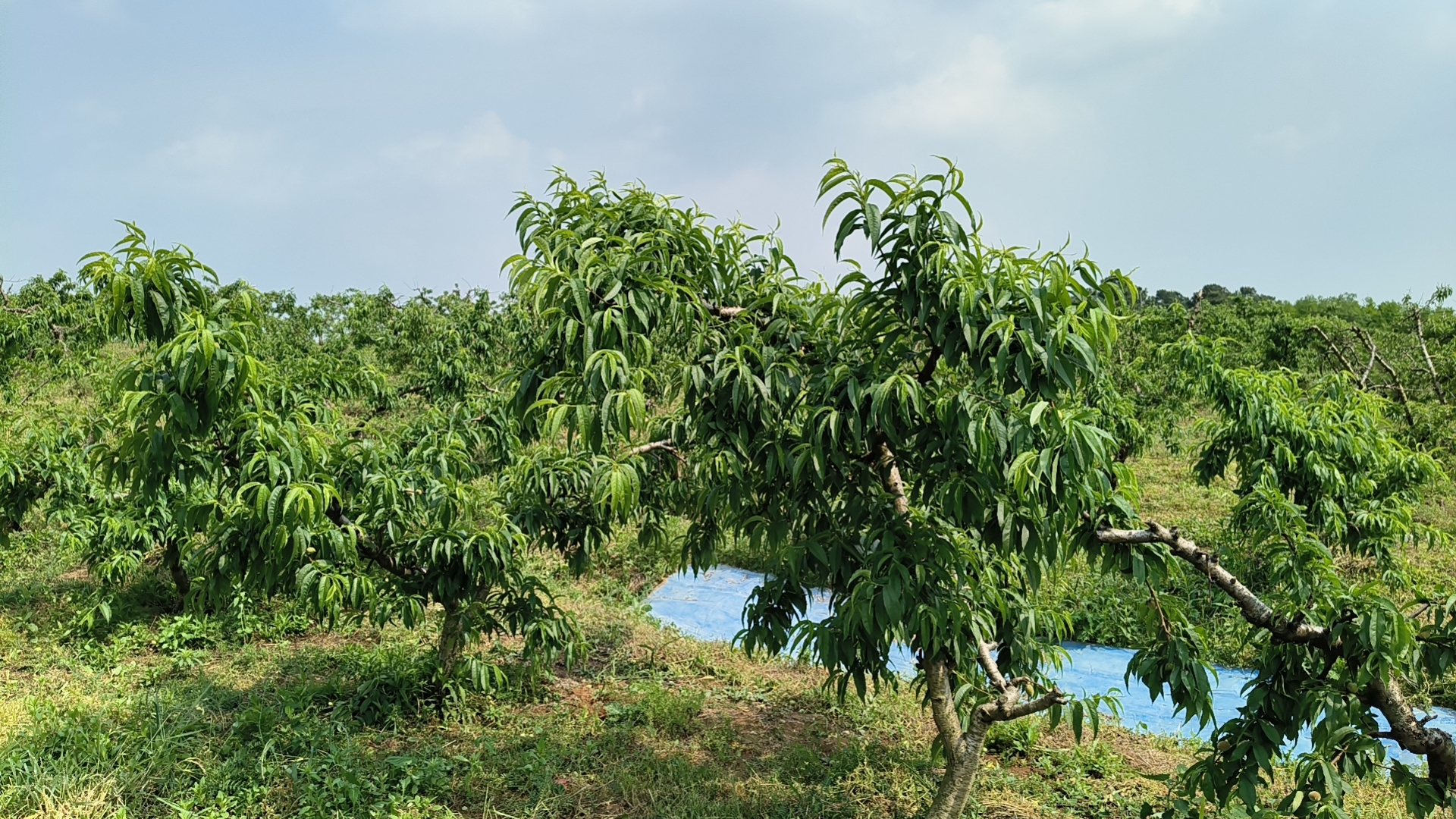 一片阳光充足的黄桃果园,树木整齐排列,枝头上挂满成熟金黄的黄桃,部分果实已采摘露出枝干,地面覆盖着干燥的落叶,远处可见农作人员正在劳作 果园中的黄桃树