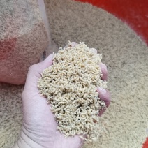 蝇蛆冷冻蝇蛆高蛋白