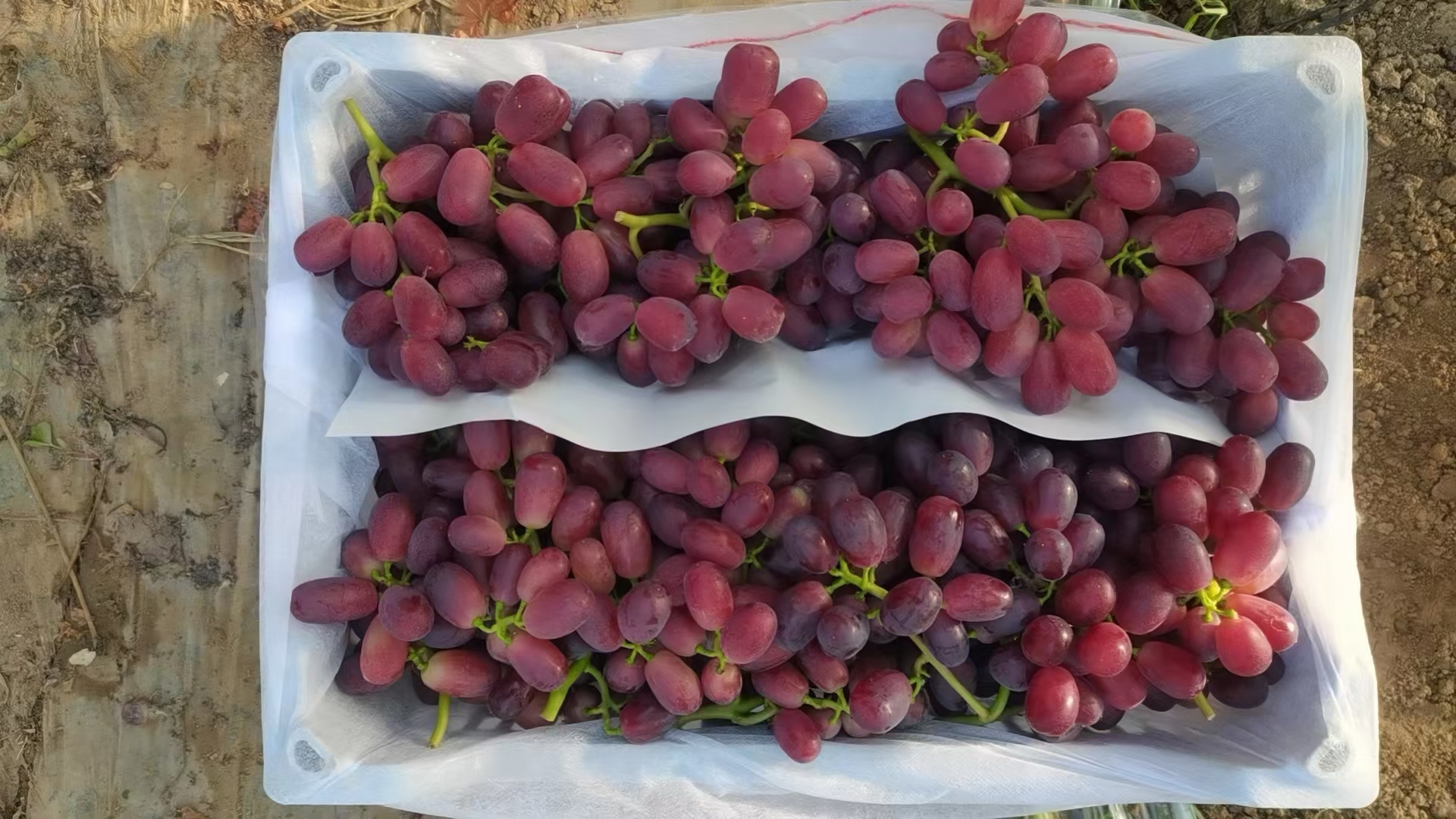 包装车间内的红提分拣流程