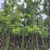 美人树基地直销规格齐全欢迎老板来电咨询合作