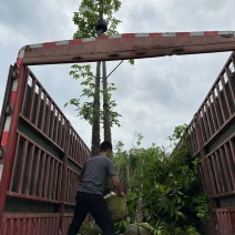 美丽异木棉基地直销规格齐全欢迎老板来电咨询合作