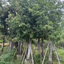 阴香（天竺桂）基地直销规格齐全欢迎老板来电咨询合作