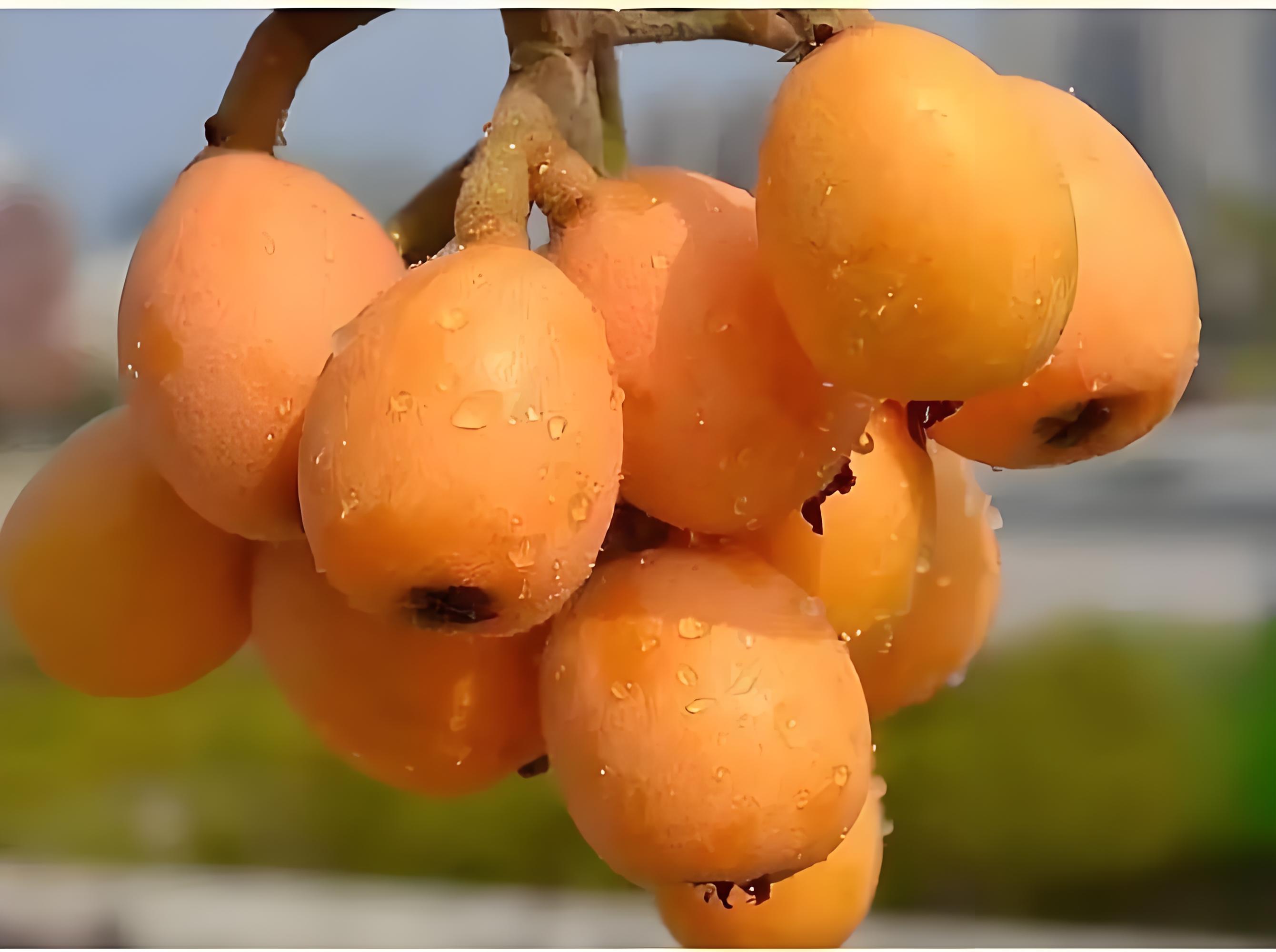 枇杷果实在阳光下