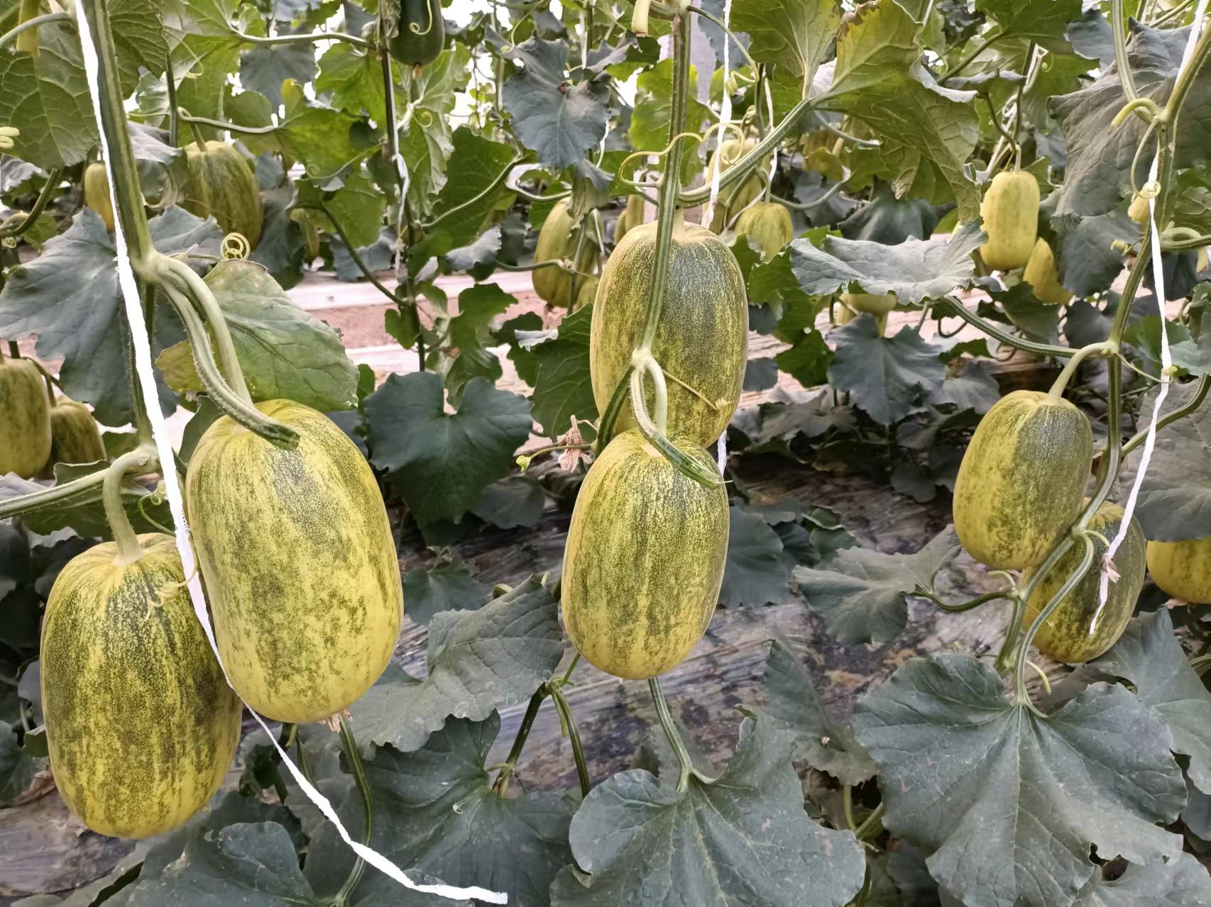 航拍视角下的星甜甜瓜标准化种植基地:行距1.8m的双行覆膜栽培,果实均匀悬垂于支架网兜中,果皮在晨光下呈现金属光泽,地面铺设黑色地膜与蓝色滴灌带,远处为天山雪峰 星甜甜瓜田间采摘实景:新疆哈密淖毛湖基地,清晨露水未散,藤蔓上悬挂着表皮泛金光的星甜甜瓜,果面网纹清晰立体,背景可见戈壁地貌与滴灌带