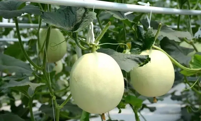 玉菇甜瓜标准化采收场景