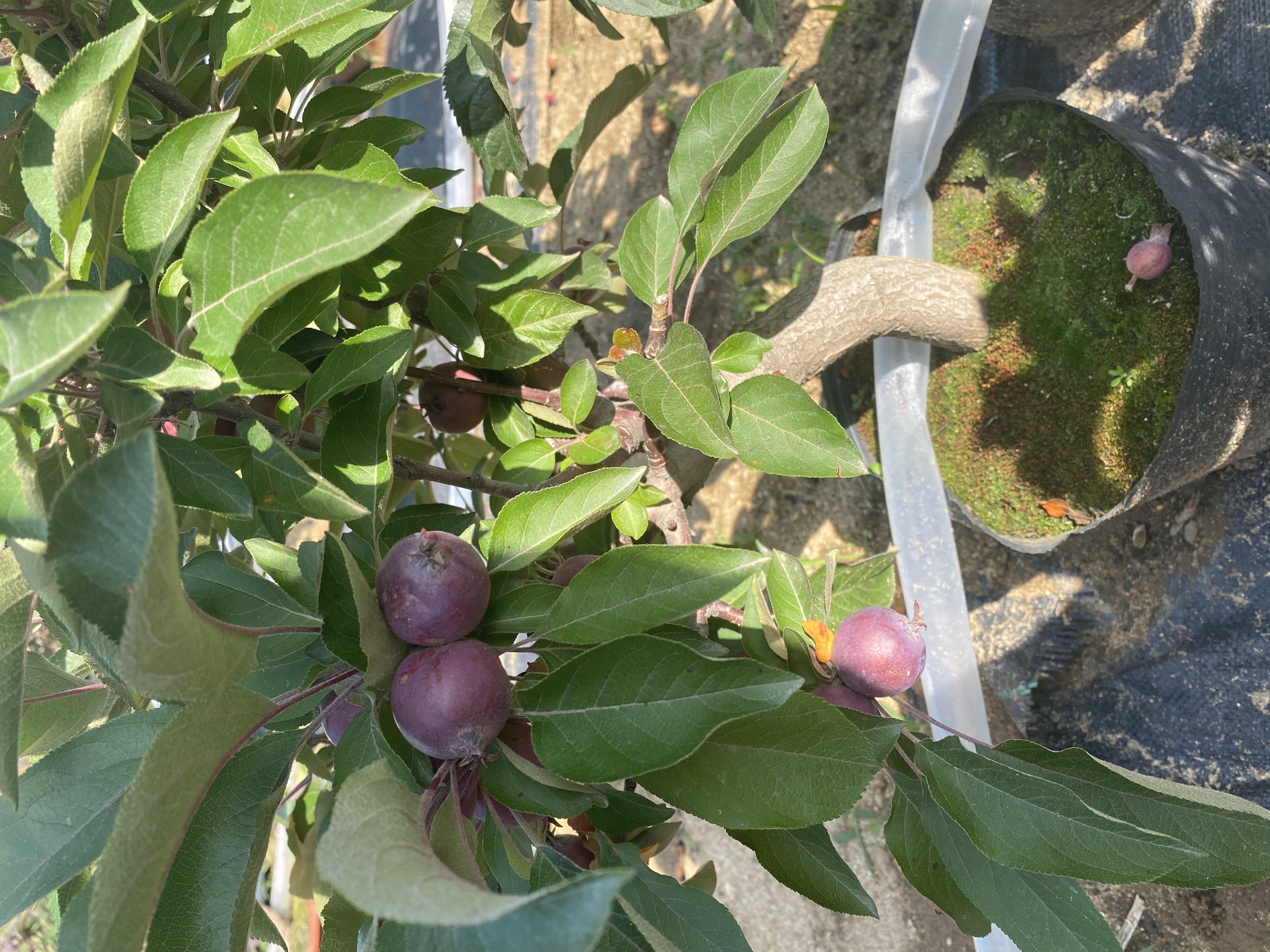 图示:红富士苹果树体上标注‘露萼’‘初花’‘盛花’三个关键物候节点的特写照片;左侧枝条显示鳞片刚松动、萼片微张;中部枝条中心花完全露萼、花瓣尖呈粉红;右侧枝条5–7朵花同时开放,柱头亮黄湿润,雄蕊散粉明显;背景为标准果园行距标记桩 红富士苹果花期物候观测图
