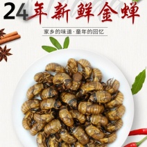 2024年新鲜金蝉，鸡拉猴，爬叉，知了猴火热进行中，