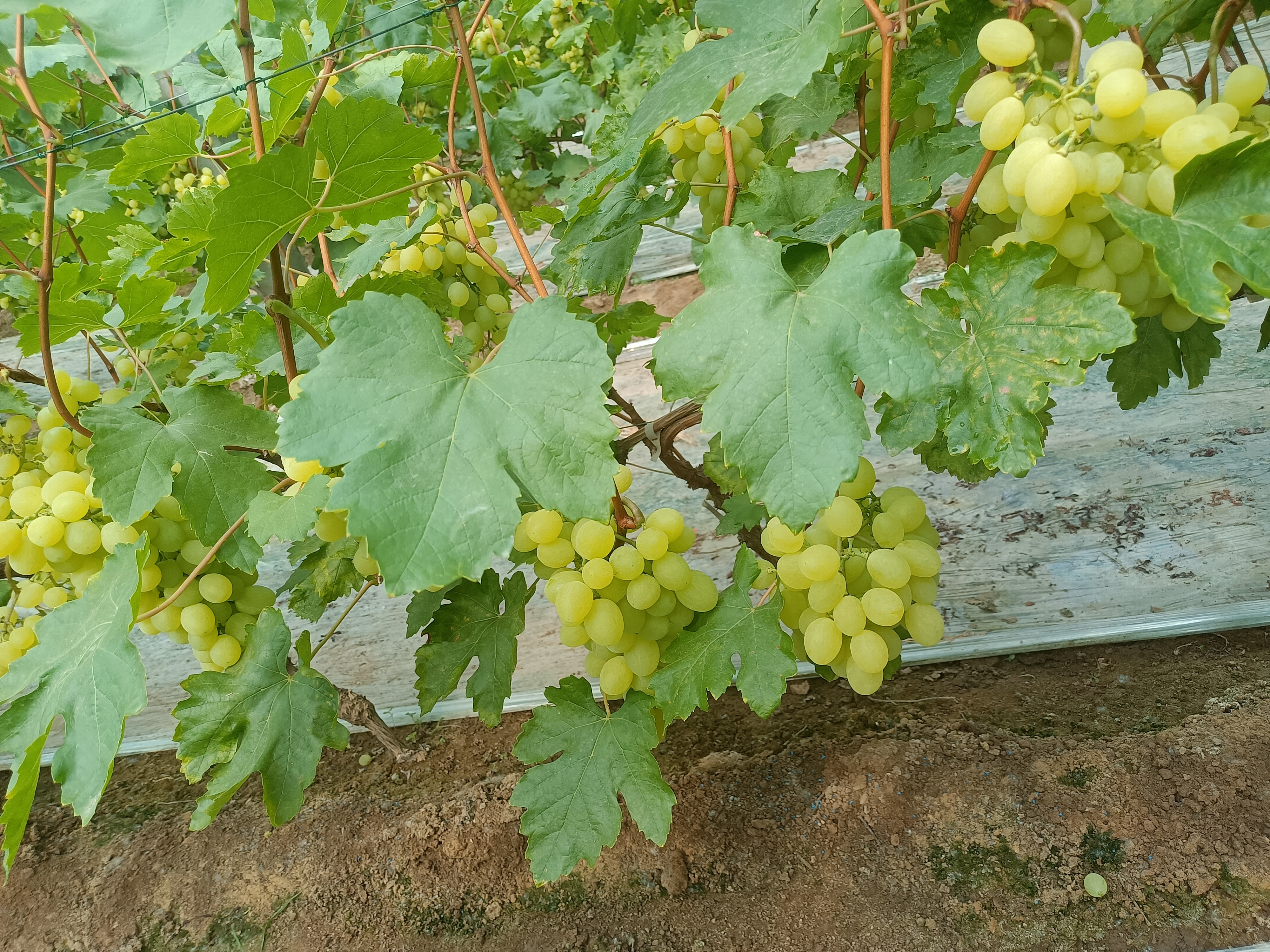 一片整齐的青提种植园,行间铺设银黑色反光地膜,阳光反射强烈,果穗下半部分明显接受更多光照,地面干燥无杂草,远处可见滴灌管道系统 西北地区青提园铺设反光地膜实景