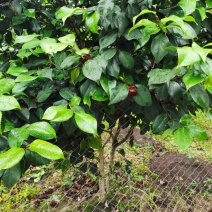 量大从优现挖现发品种纯正优质茶花苗