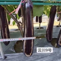 深紫红烧烤茄种子适合春秋栽培果长28-33厘米左右