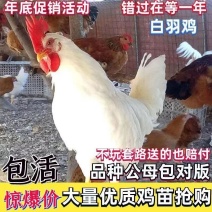 白羽鸡苗