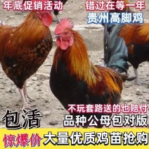 贵州高脚鸡苗