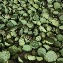 新鲜水果莲蓬新鲜水果莲蓬大量发货全国海南三亚发货