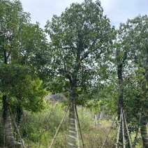 阴香/天竺桂15～20公分基地直销规格齐全欢迎来电