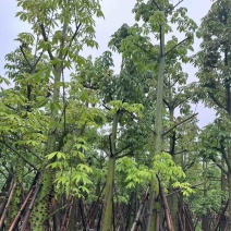 美人树12～20公分基地直销规格齐全欢迎老板来电咨询