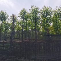 金丝楠木5～10公分基地直销规格齐全欢迎老板来电咨询