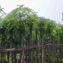 芒果树5～15公分基地直销规格齐全欢迎老板来电咨询