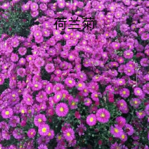 荷兰菊