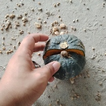 支持各种规格贝贝南瓜，板栗南瓜，万亩基地，量大从优，价格合理