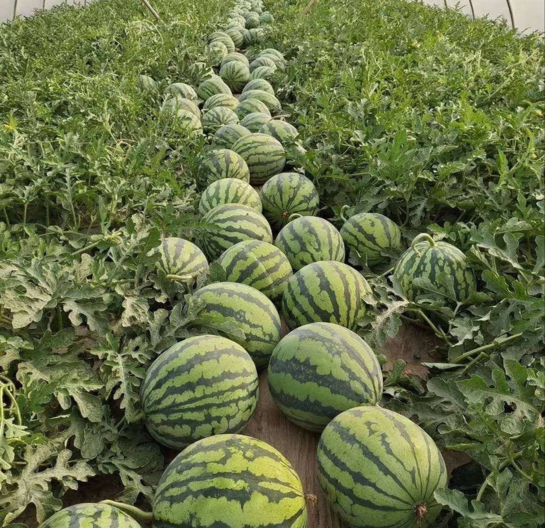 农户在瓜田中采摘麒麟西瓜