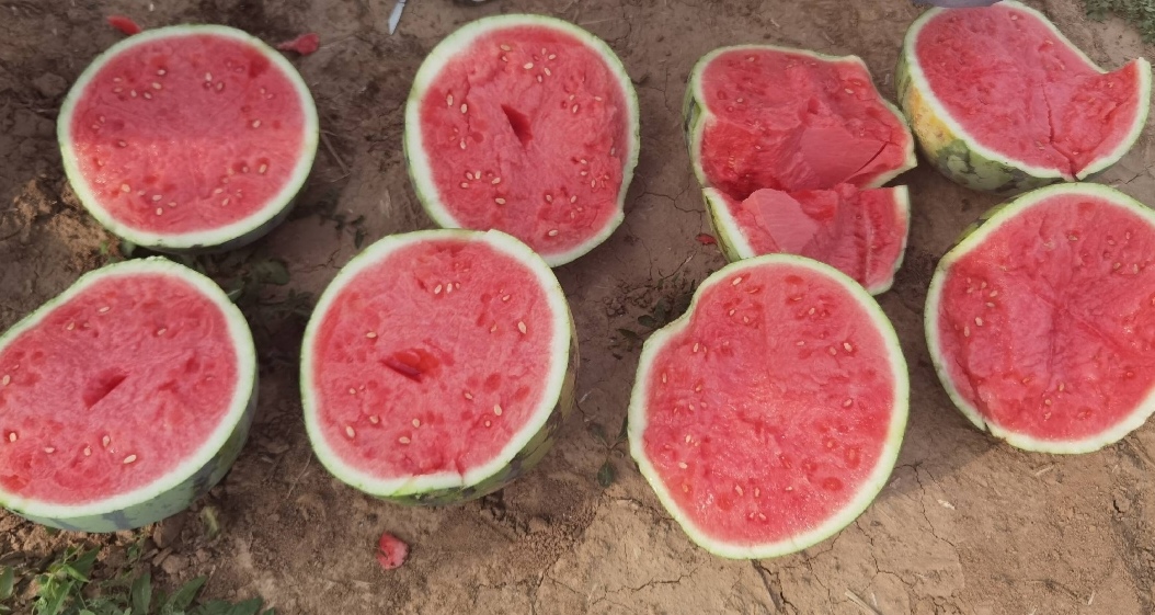 西瓜品种对比图