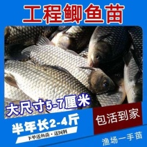 小银鲫鱼湘鲫鱼苗淡水活体草鱼花鲢苗
